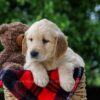 Image of Carter, a Golden Retriever puppy