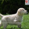 Image of Chai, a Golden Retriever puppy
