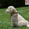 Image of Chai, a Golden Retriever puppy