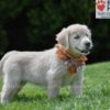 Image of Chai, a Golden Retriever puppy