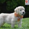 Image of Chai, a Golden Retriever puppy
