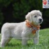 Image of Chai, a Golden Retriever puppy