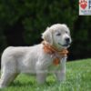 Image of Chai, a Golden Retriever puppy