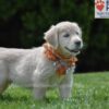 Image of Chai, a Golden Retriever puppy