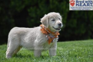 Image of Chai, a Golden Retriever puppy