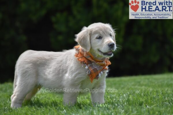 Image of Chai, a Golden Retriever puppy