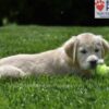 Image of Clover, a Golden Retriever puppy