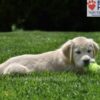 Image of Clover, a Golden Retriever puppy