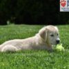 Image of Clover, a Golden Retriever puppy