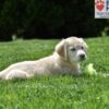 Image of Clover, a Golden Retriever puppy