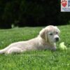 Image of Clover, a Golden Retriever puppy