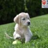 Image of Clover, a Golden Retriever puppy