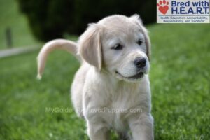 Image of Clover, a Golden Retriever puppy