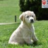 Image of Clover, a Golden Retriever puppy