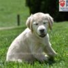 Image of Clover, a Golden Retriever puppy