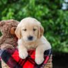 Image of Comet, a Golden Retriever puppy