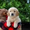 Image of Comet, a Golden Retriever puppy