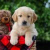 Image of Comet, a Golden Retriever puppy