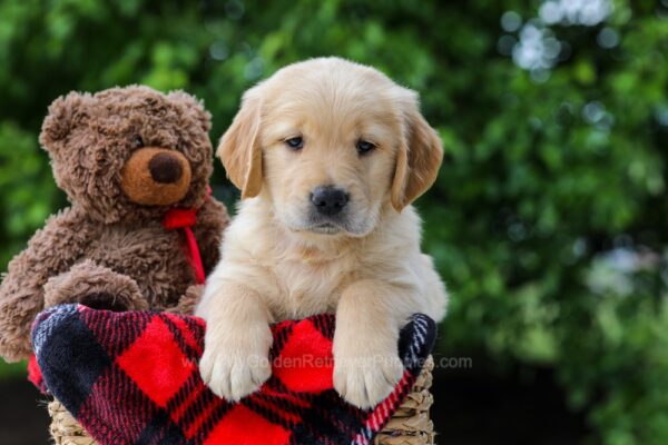 Image of Comet, a Golden Retriever puppy