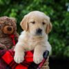 Image of Comet, a Golden Retriever puppy