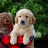 Image of Comet, a Golden Retriever puppy
