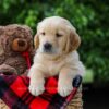 Image of Comet, a Golden Retriever puppy
