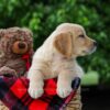 Image of Comet, a Golden Retriever puppy