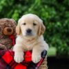Image of Comet, a Golden Retriever puppy