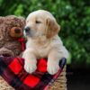 Image of Comet, a Golden Retriever puppy