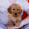 Image of Cove, a Golden Retriever puppy