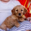 Image of Cove, a Golden Retriever puppy