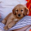 Image of Cove, a Golden Retriever puppy