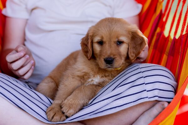 Image of Cove, a Golden Retriever puppy