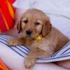Image of Cove, a Golden Retriever puppy