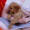 Image of Cove, a Golden Retriever puppy