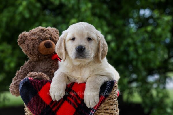 Image of Daffodil, a Golden Retriever puppy