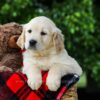 Image of Dahlia, a Golden Retriever puppy