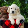 Image of Dahlia, a Golden Retriever puppy