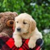 Image of Daisy, a Golden Retriever puppy