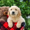 Image of Daisy, a Golden Retriever puppy