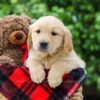 Image of Daisy, a Golden Retriever puppy