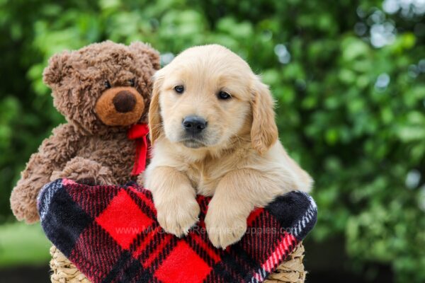 Image of Daisy, a Golden Retriever puppy