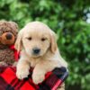 Image of Daisy, a Golden Retriever puppy