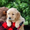 Image of Destiny, a Golden Retriever puppy