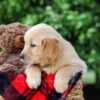 Image of Destiny, a Golden Retriever puppy