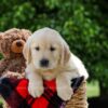 Image of Dorcas, a Golden Retriever puppy