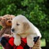Image of Dorcas, a Golden Retriever puppy