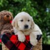 Image of Dorcas, a Golden Retriever puppy