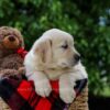 Image of Dorcas, a Golden Retriever puppy