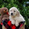 Image of Dorcas, a Golden Retriever puppy